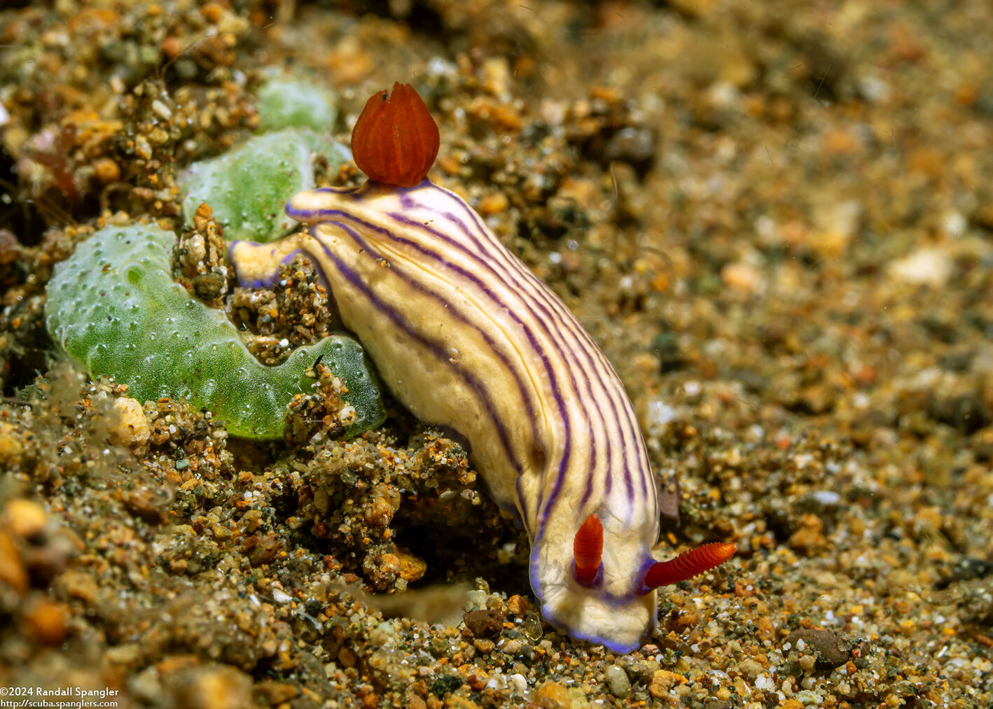 Hypselodoris maridadilus (Beautiful Hypselodoris)