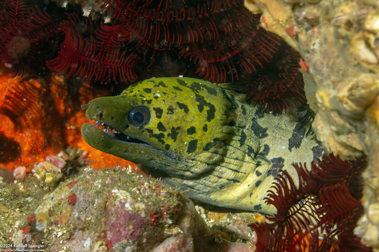 Gymnothorax fimbriatus (Fimbriated Moray)