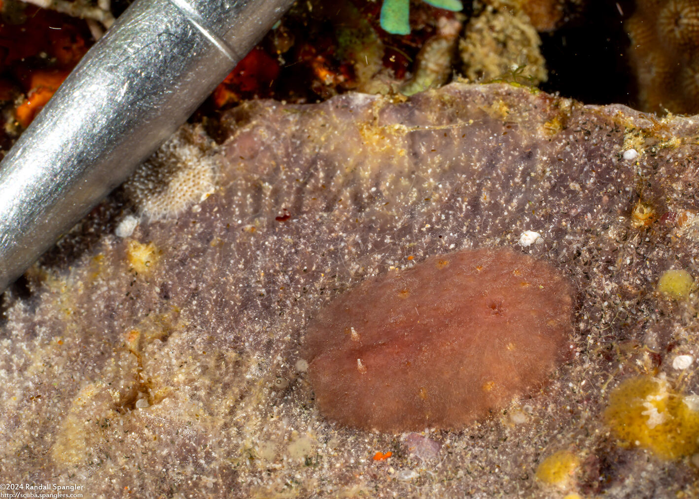 Asteronotus mimeticus (Mimic Asteronotus); Compare size to dive pointer