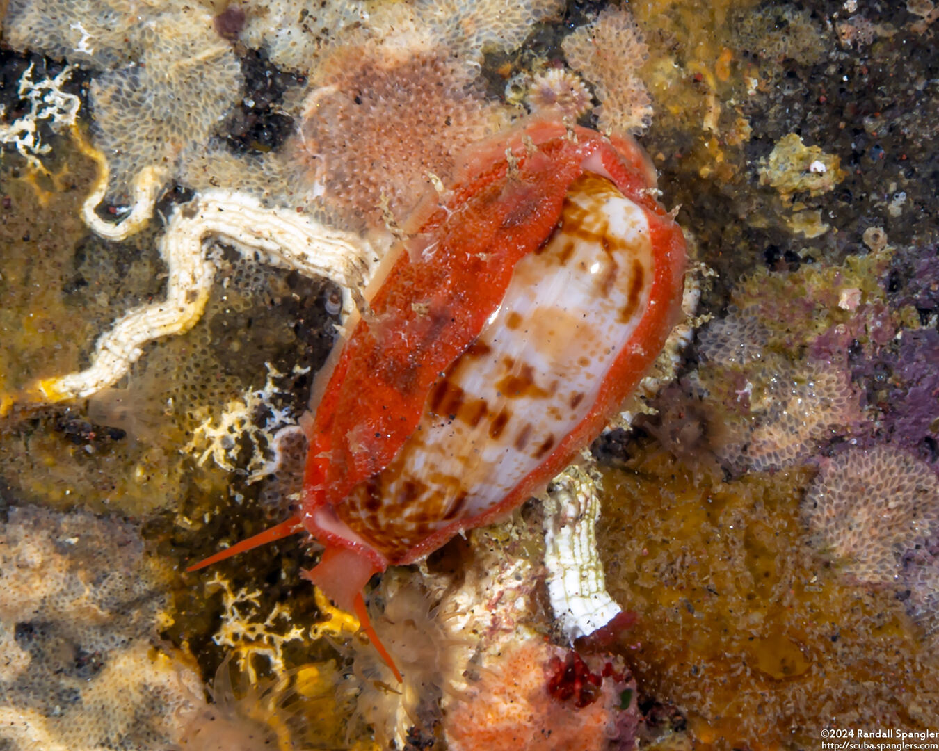 Contradusta bregeriana (Breger's Cowry)
