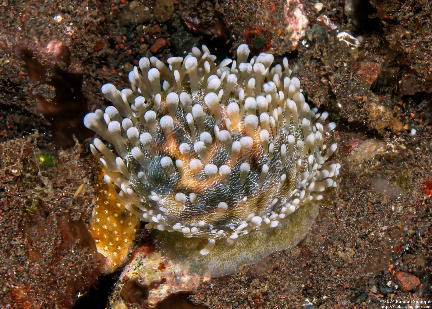 Cypraea tigris (Tiger Cowry); Juvenile