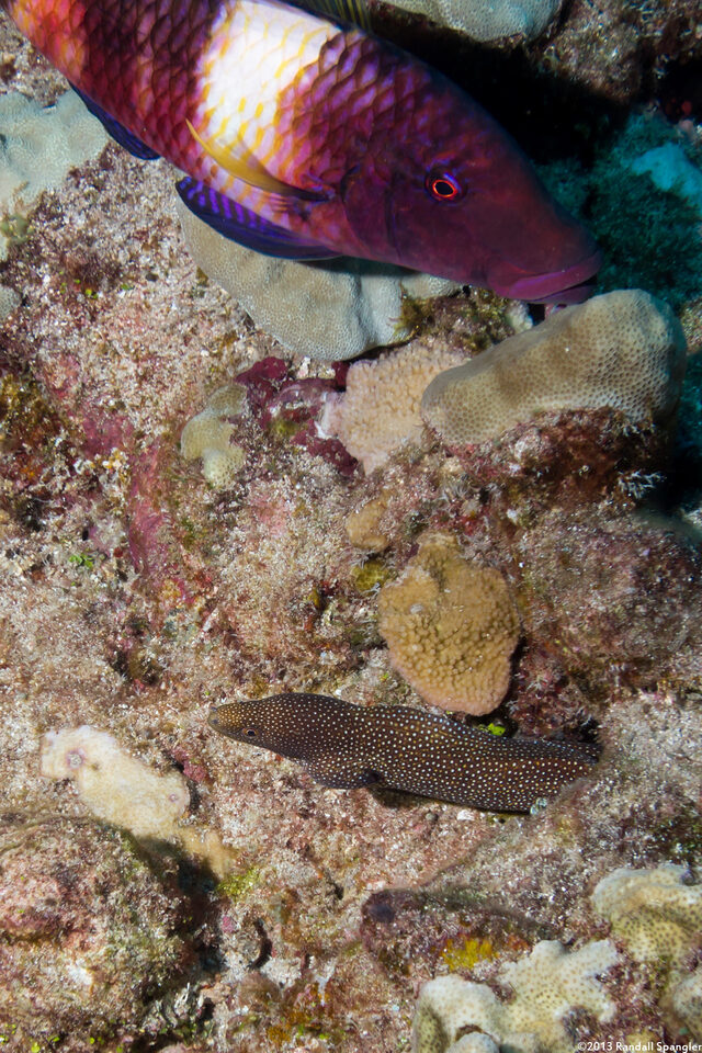Parupeneus multifasciatus (Manybar Goatfish); With a whitemouth moray