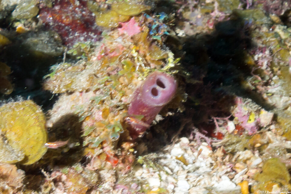 Svenzea tubulosa (Sven's tube sponge)