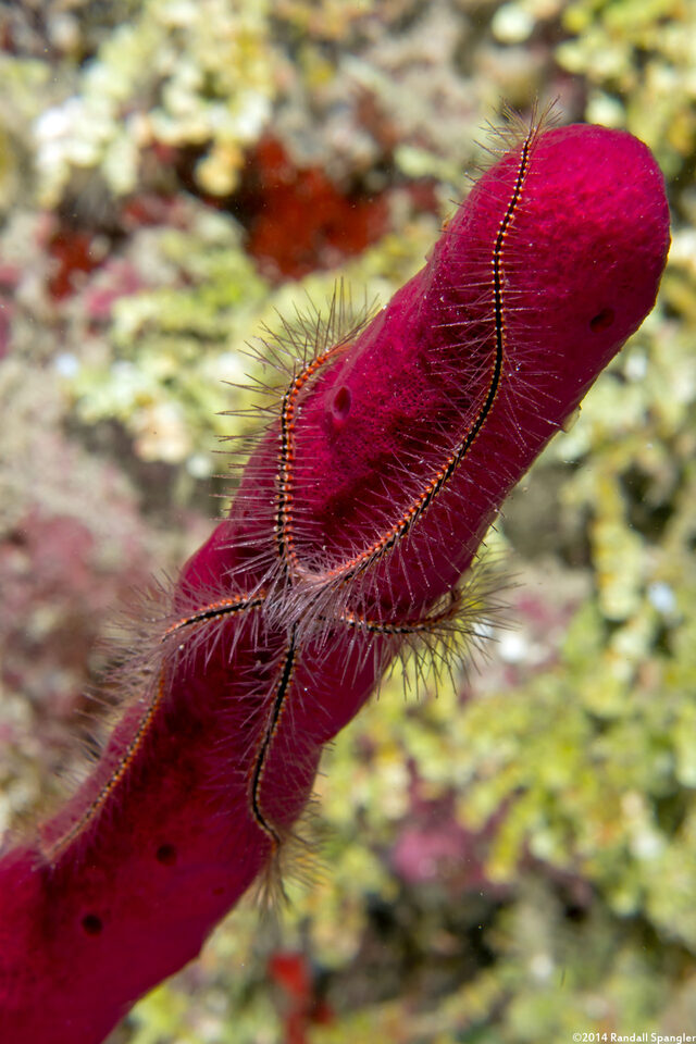 Ophiothrix suensoni (Sponge Brittle Star)
