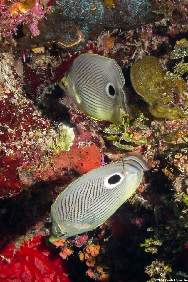 Chaetodon capistratus (Foureye Butterflyfish)