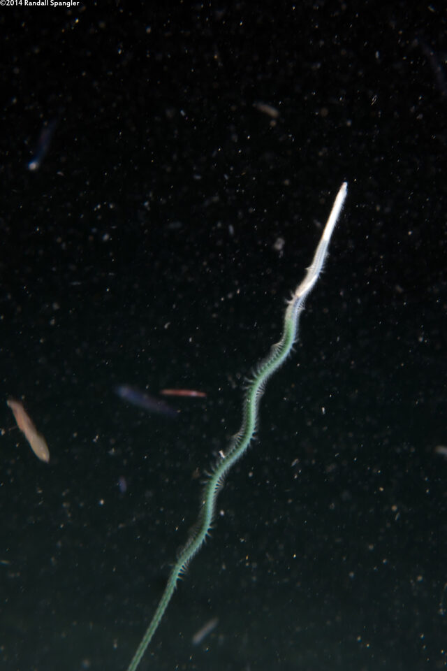 Phylum Nemertea (Ribbon Worm)