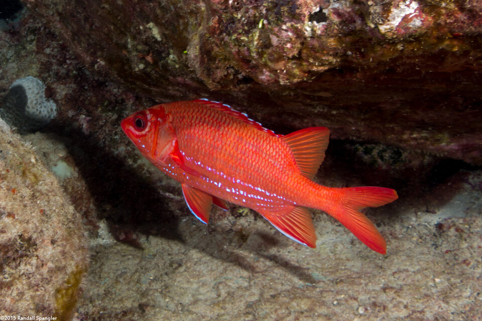Sargocentron tiere (Bluestripe Squirrelfish)