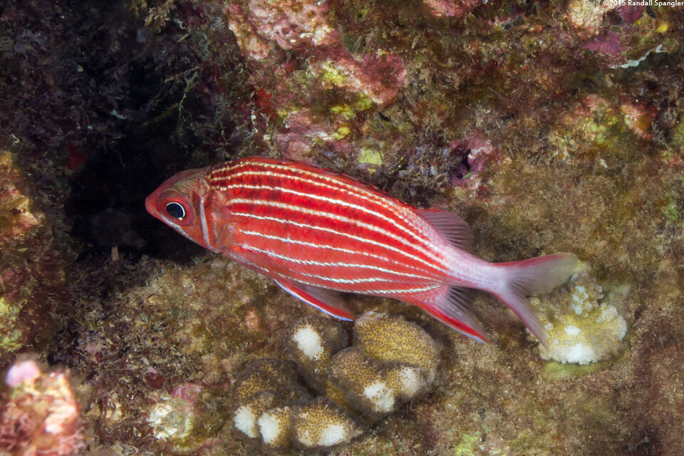 Sargocentron xantherythrum (Hawaiian Squirrelfish)