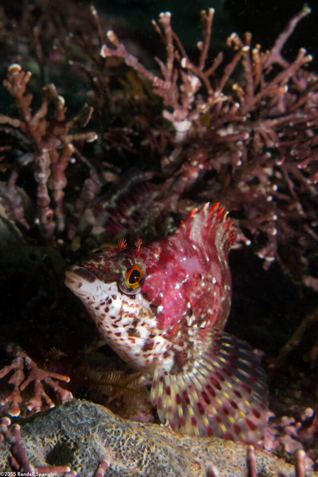 Oxylebius pictus (Painted Greenling)