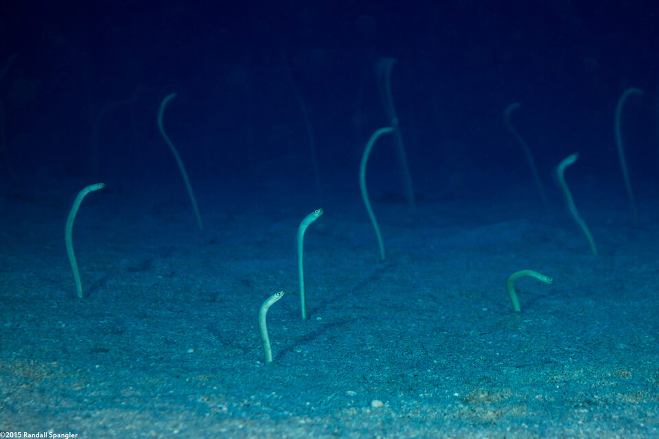 Gorgasia hawaiiensis (Hawaiian Garden Eel)
