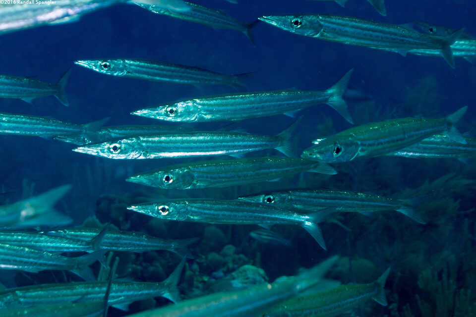 Sphyraena picudilla (Southern Sennet)