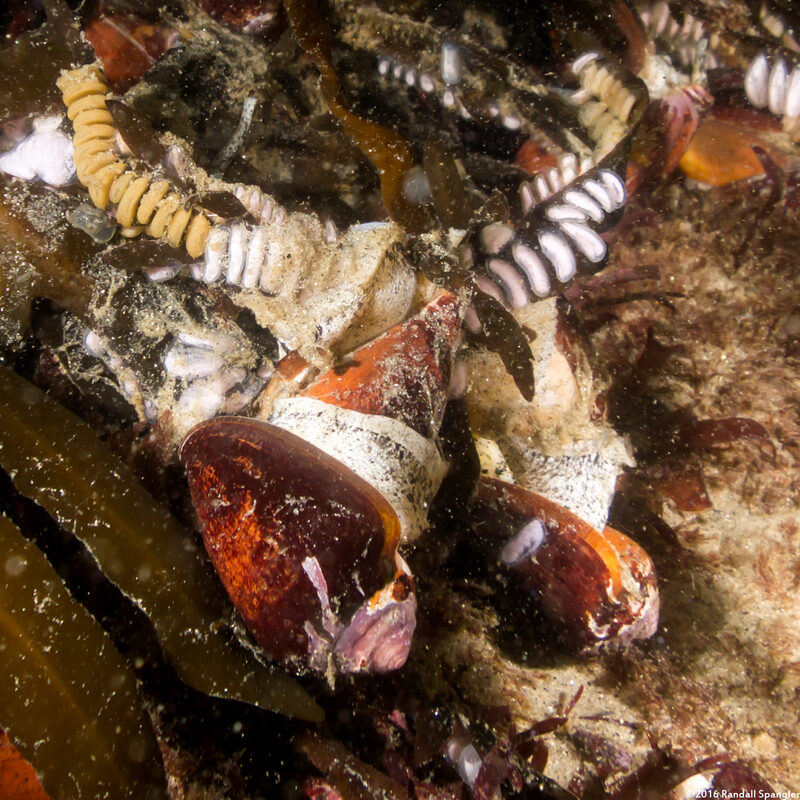 Californiconus californicus (California Cone Snail); Laying eggs