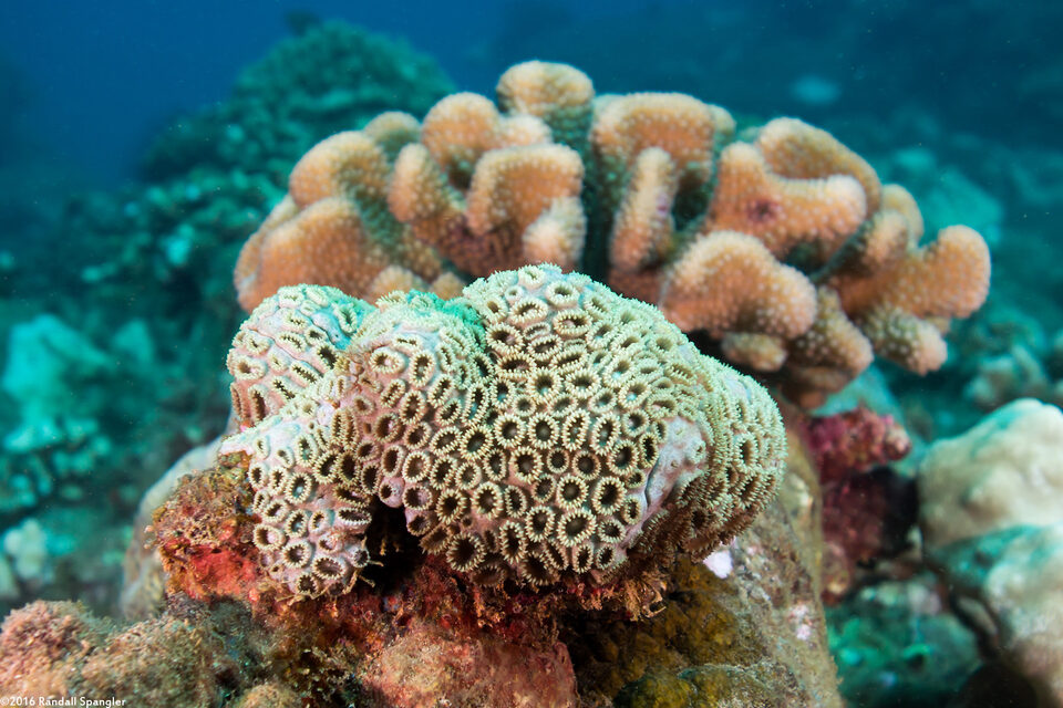 Palythoa caesia (Blue-Gray Zoanthid)