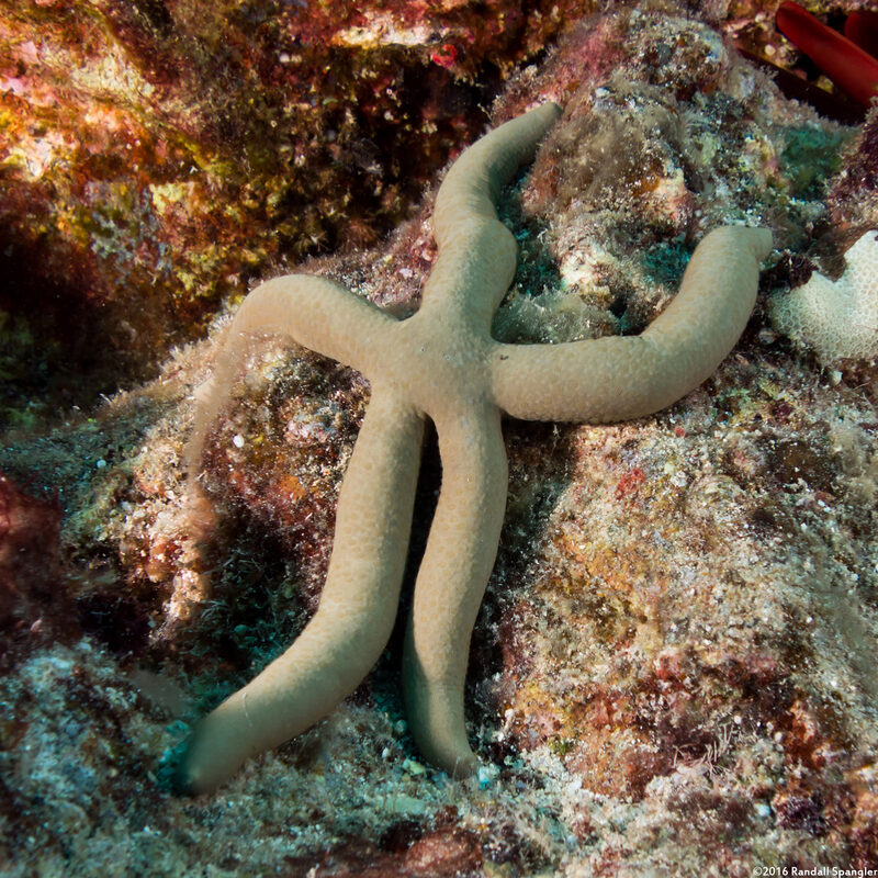 Linckia guildingi (Green Linckia)