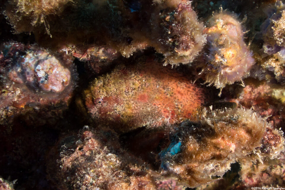 Antennatus coccineus (Freckled Frogfish)