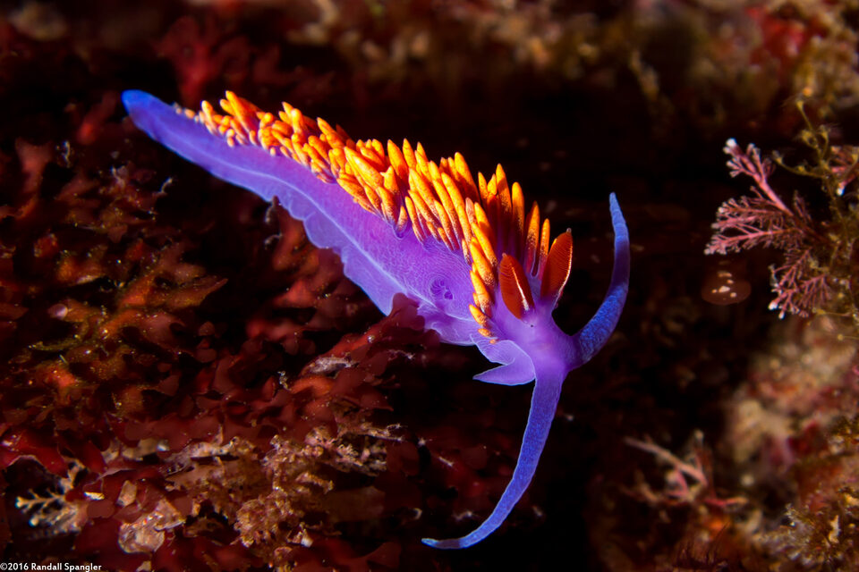 Flabellinopsis iodinea (Spanish Shawl)