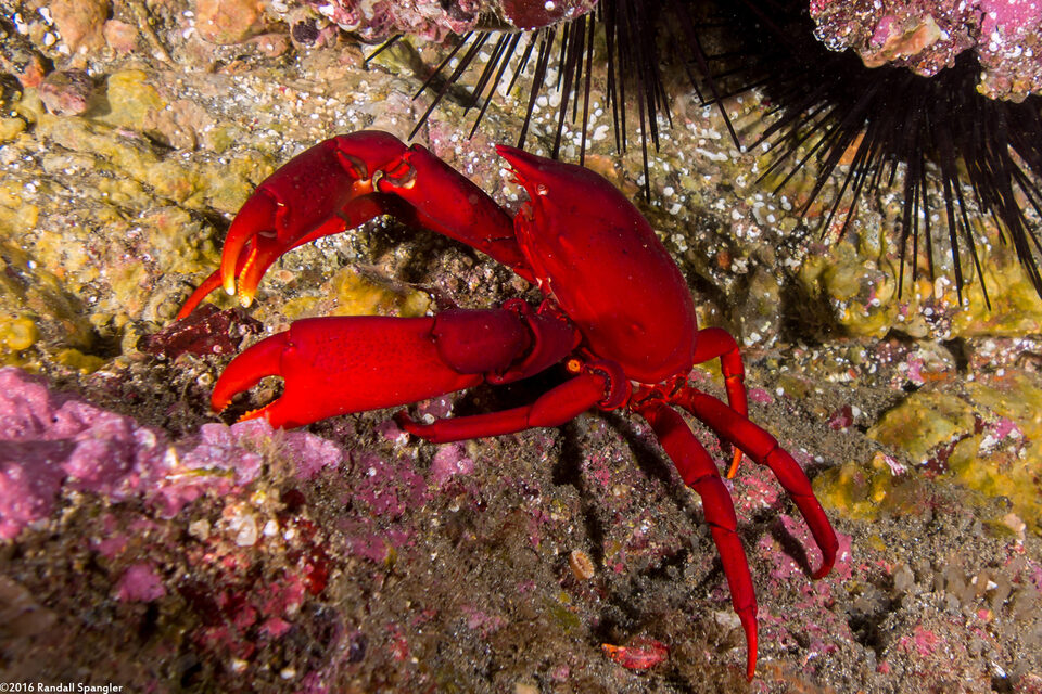 Taliepus nuttallii (Southern Kelp Crab)
