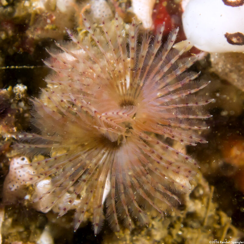 Bispira sp.1 (Bispira sp.1)