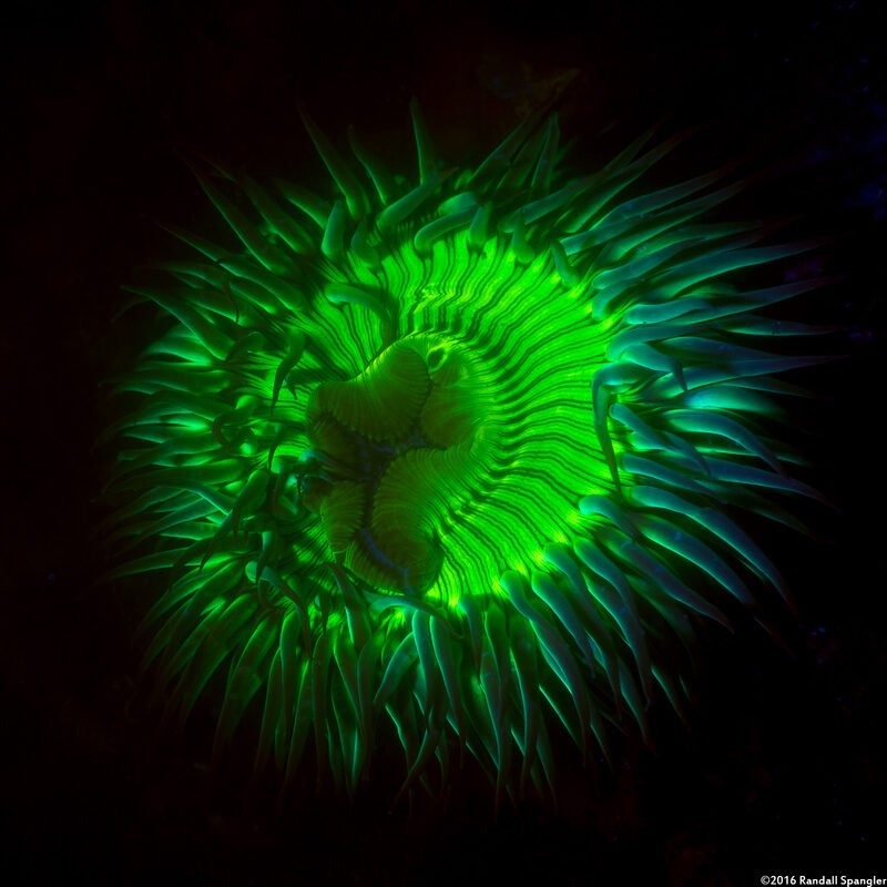 Anthopleura sola (Sunburst Anemone)