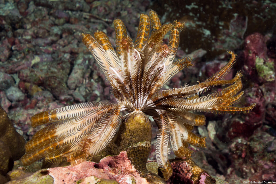 Stephanometra indica (Indian Feather Star)
