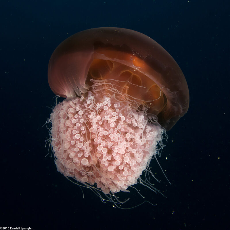 Crambione mastigophora (Rhizostome Jellyfish)