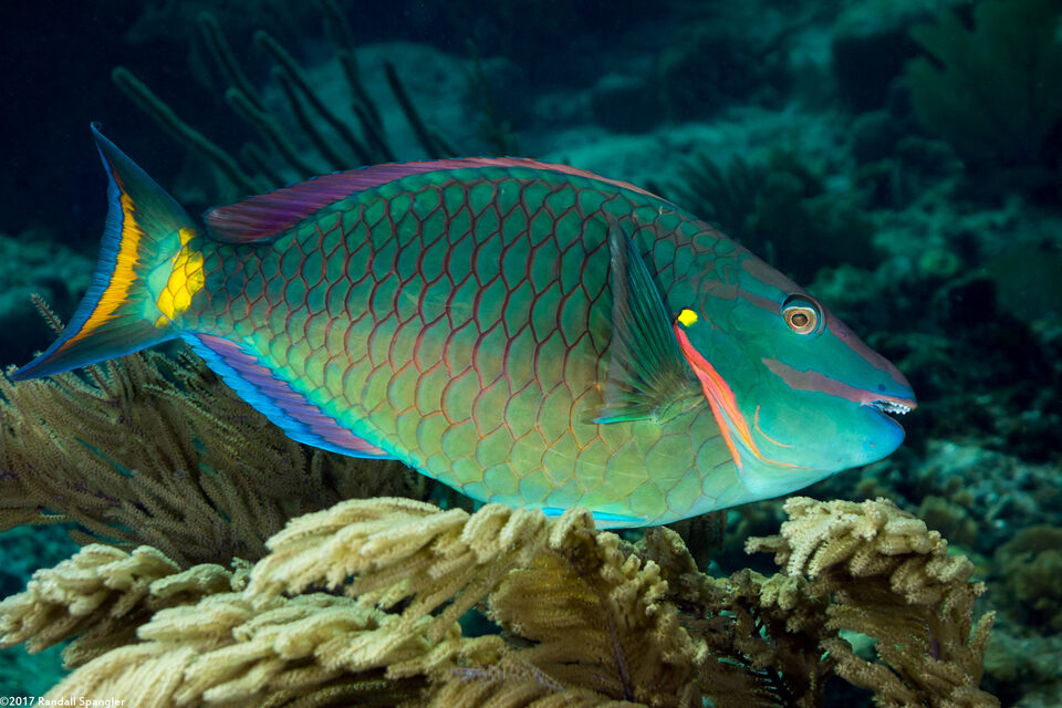 Sparisoma viride (Stoplight Parrotfish)