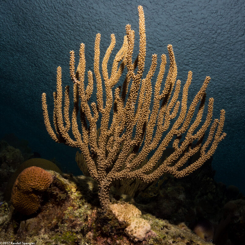 Eunicea mammosa (Swollen-Knob Candelabrum)