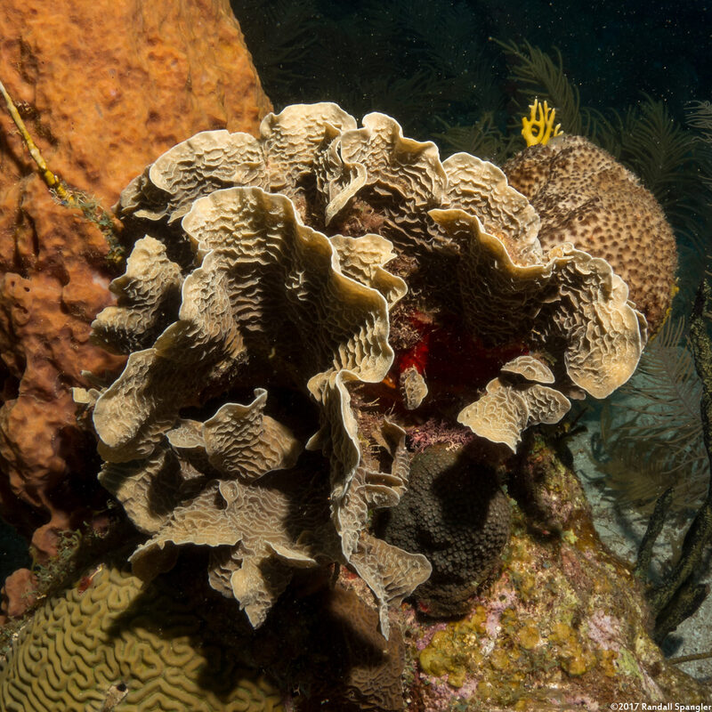 Agaricia tenuifolia (Thin Leaf Lettuce Coral)