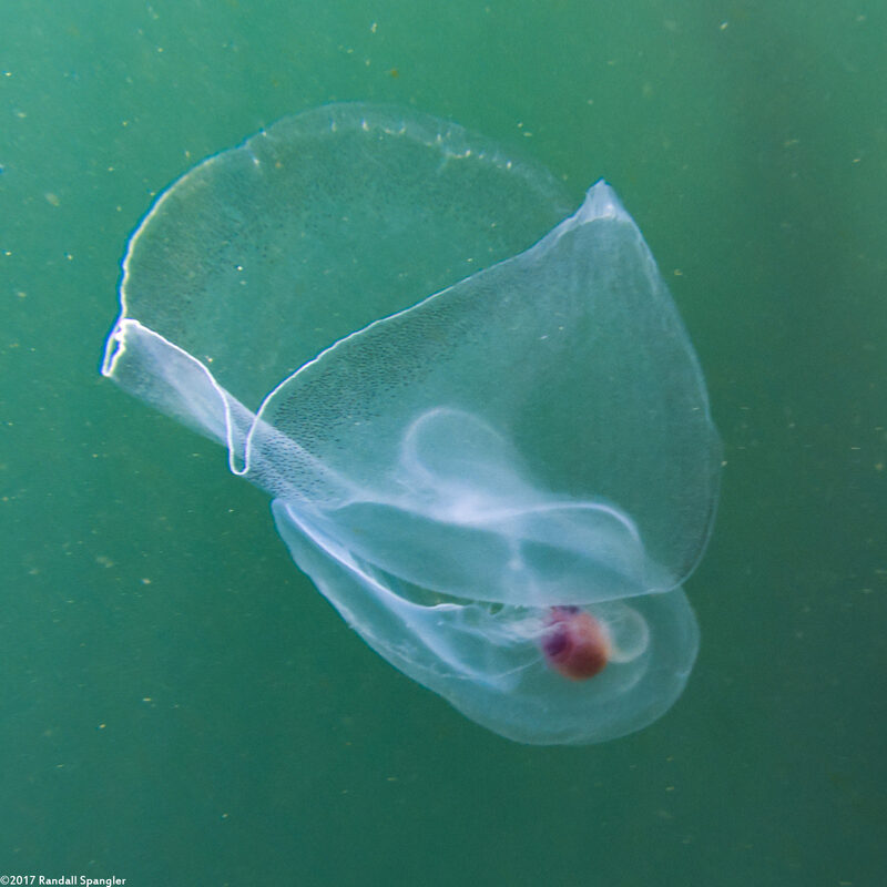 Corolla spectabilis (Sea Butterfly)