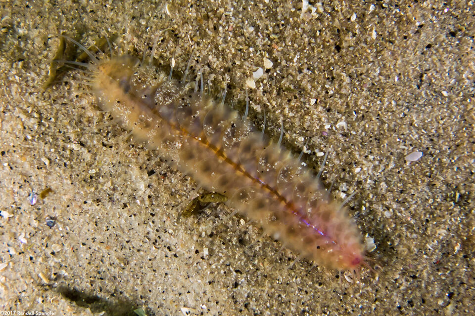 Hesperonoe sp.1 (Hesperonoe sp.1)