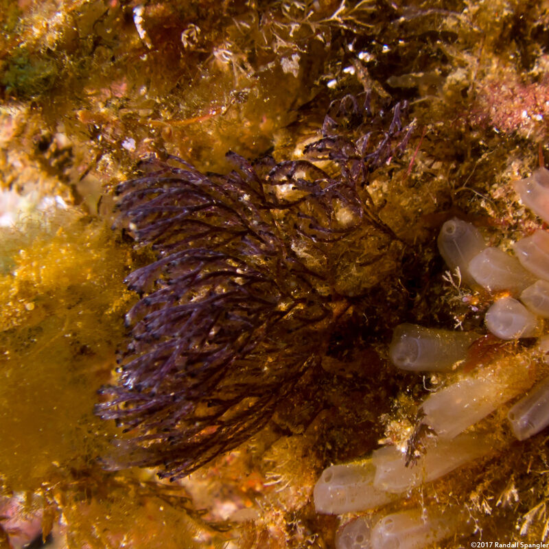 Bugula neritina (Spiral-Tufted Bryozoan)