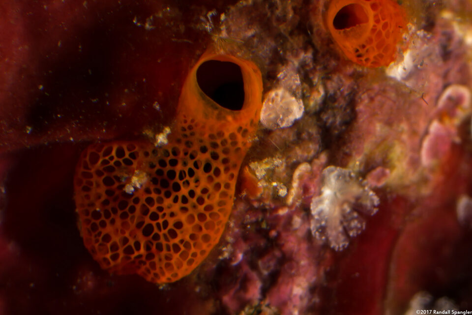 Didemnum sp.3 (Didemnum sp.3)