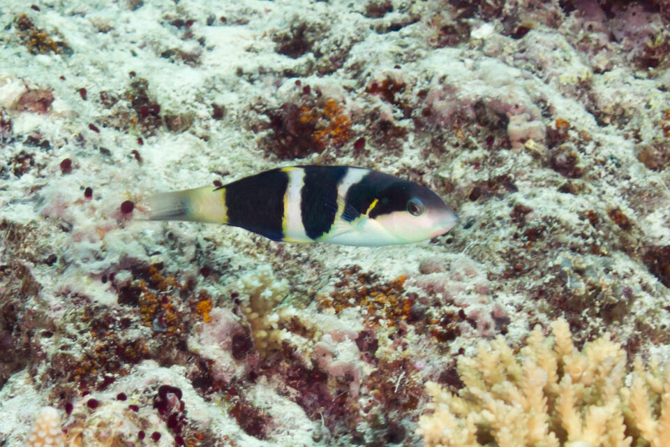 Thalassoma nigrofasciatum (Blackbar Wrasse)
