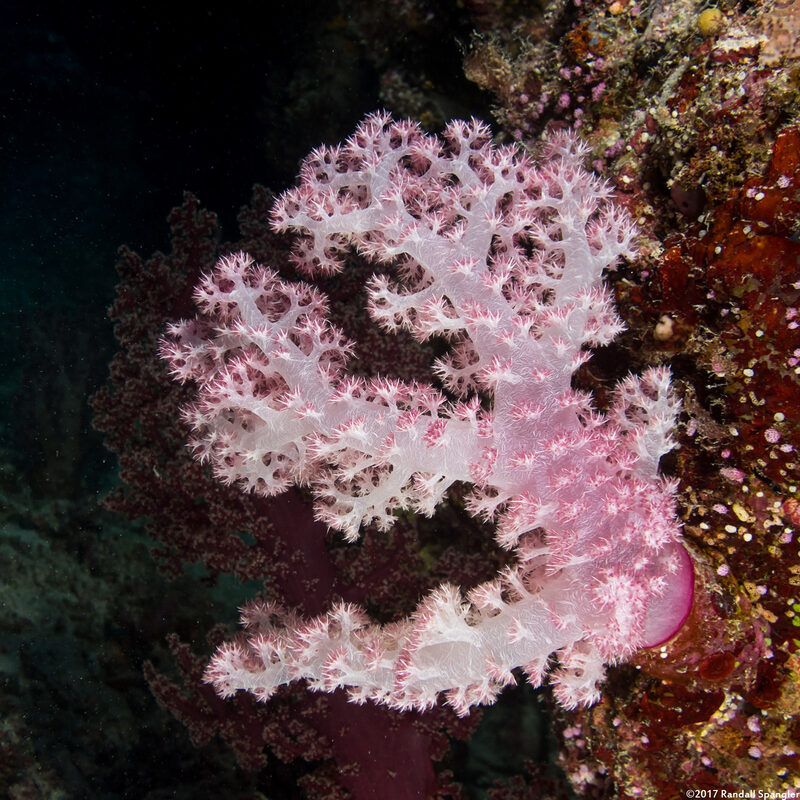 Dendronephthya sp.1 (Dendronephthya)