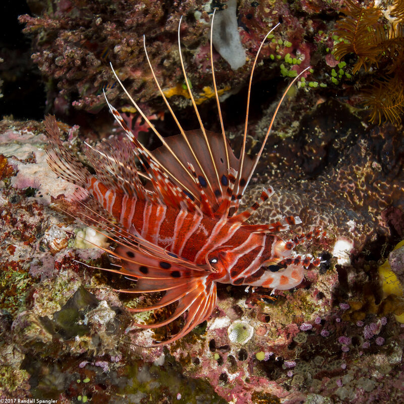 Pterois antennata (Spotfin Lionfish)