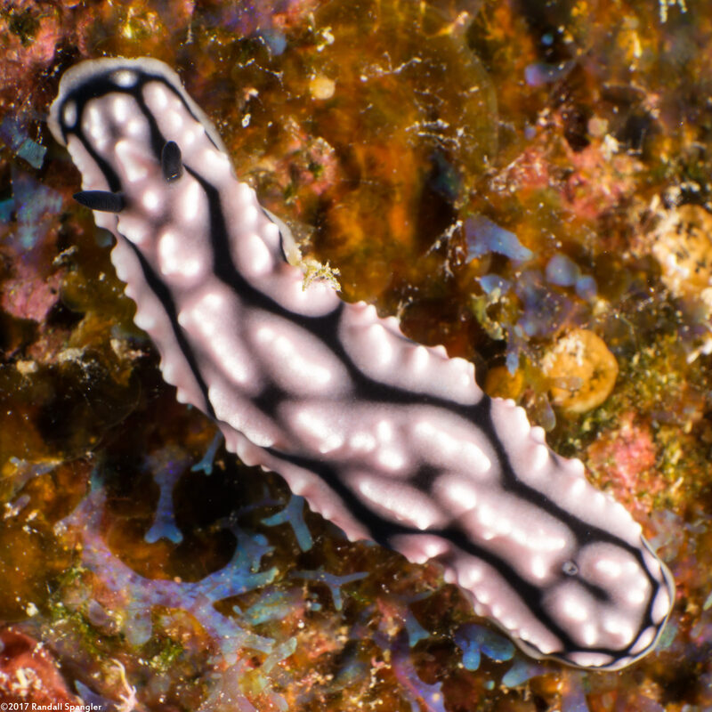 Phyllidiella lizae (Liz's Phyllidiella)
