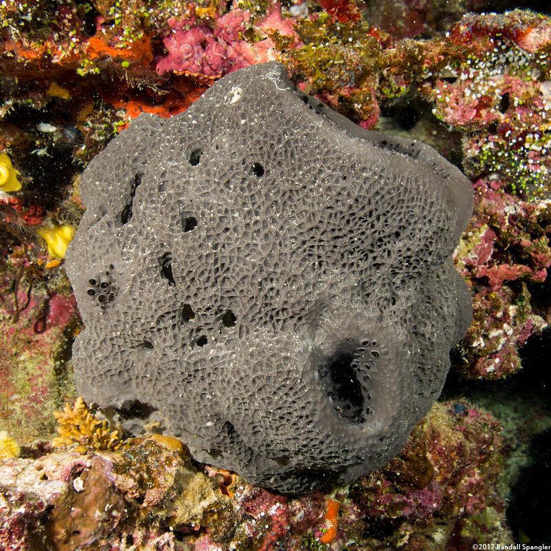 Coscinoderma mathewsi (Coscinoderma Mathewsi)