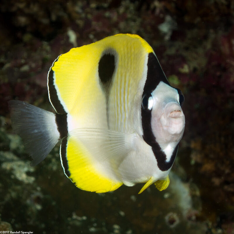 Chaetodon unimaculatus (Teardrop Butterflyfish)