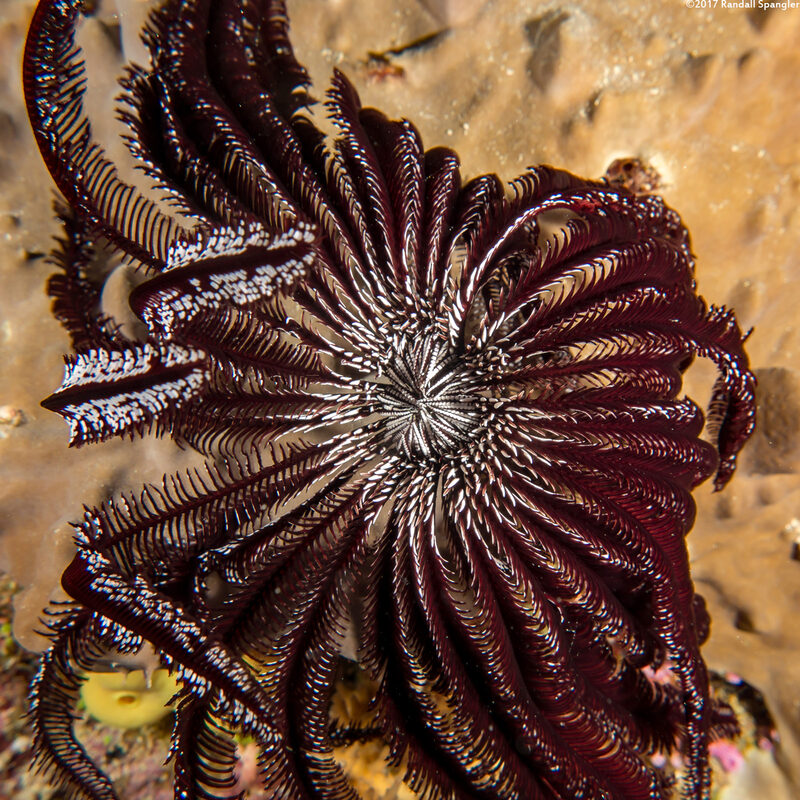 Cenometra bella (Beautiful Feather Star)