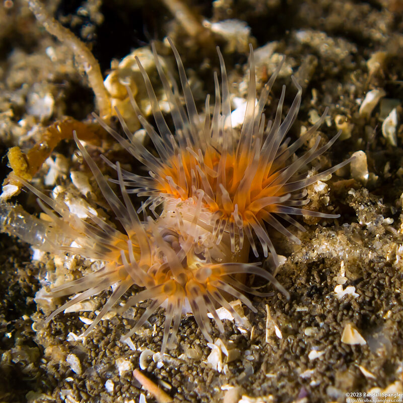 Diadumene leucolena (Ghost Anemone); With two heads