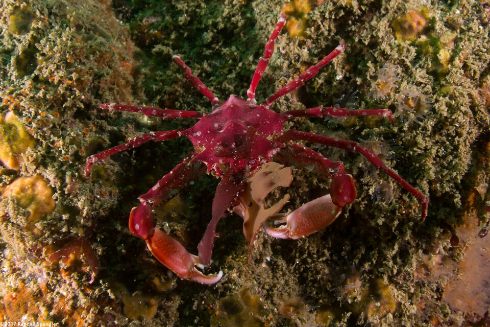 Pugettia richii (Cryptic Kelp Crab)