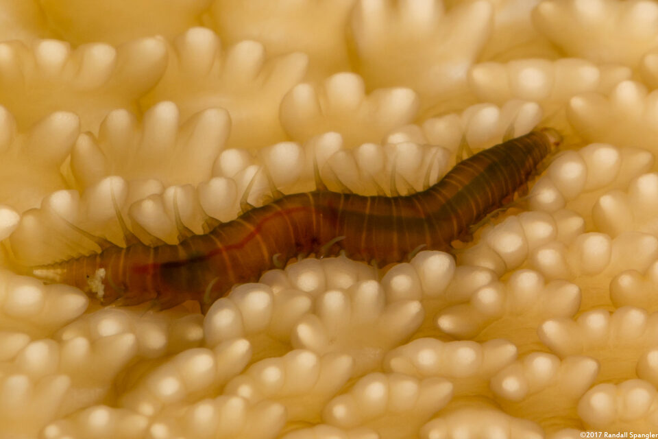 Oxydromus pugettensis (Bat Star Commensal Worm)