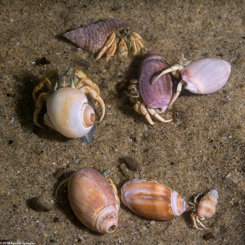 Isocheles pilosus (Moonsnail Hermit Crab); Swapping shells