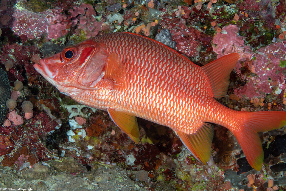 Sargocentron spiniferum (Sabre Squirrelfish)