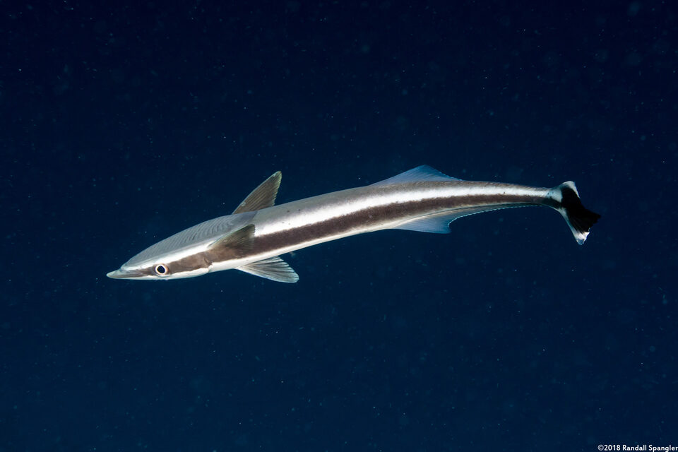 Echeneis naucrates (Sharksucker)