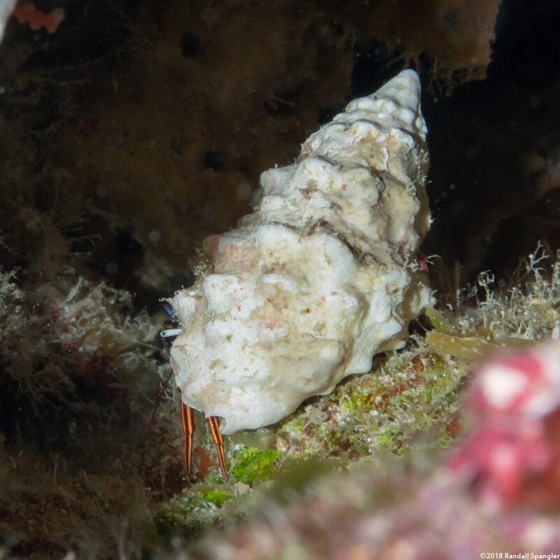 Pagurixus purpureus (Purple Hermit Crab)