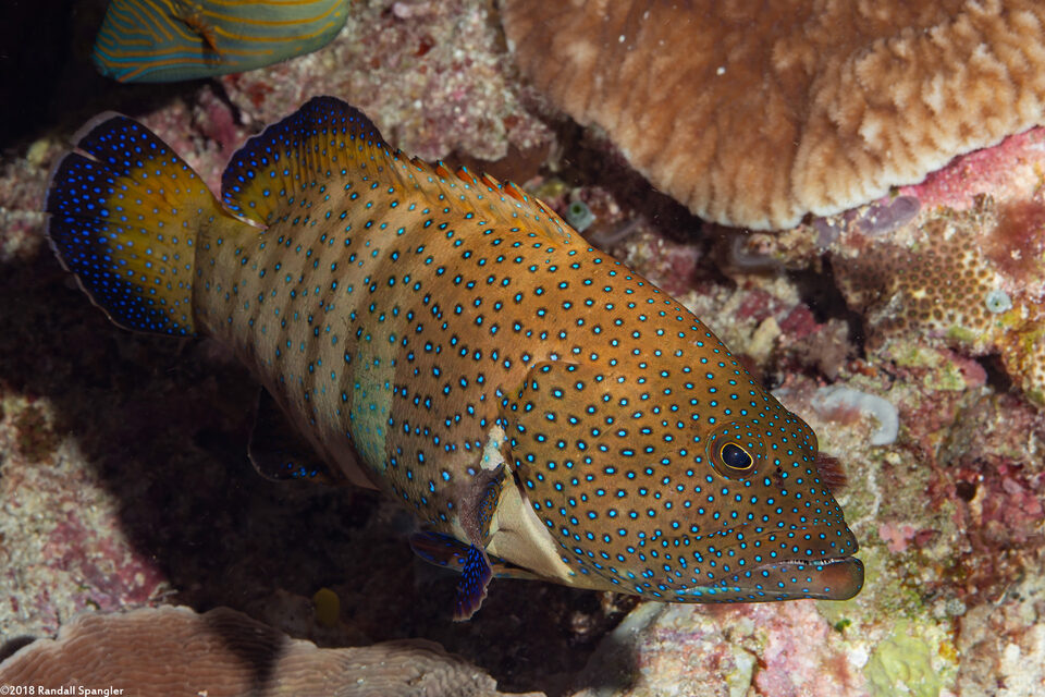 Cephalopholis argus (Peacock Grouper)