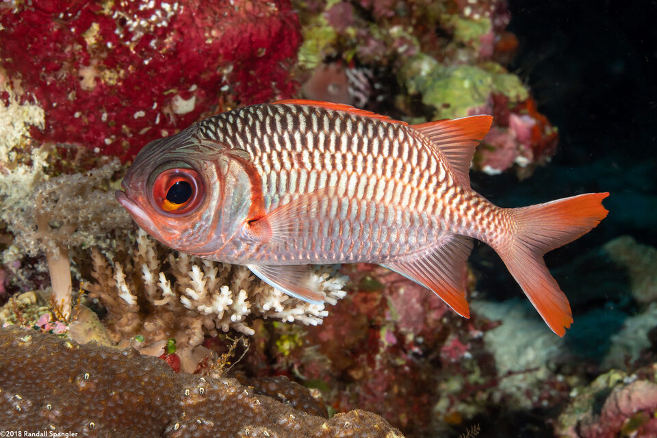 Myripristis violacea (Violet Soldierfish)