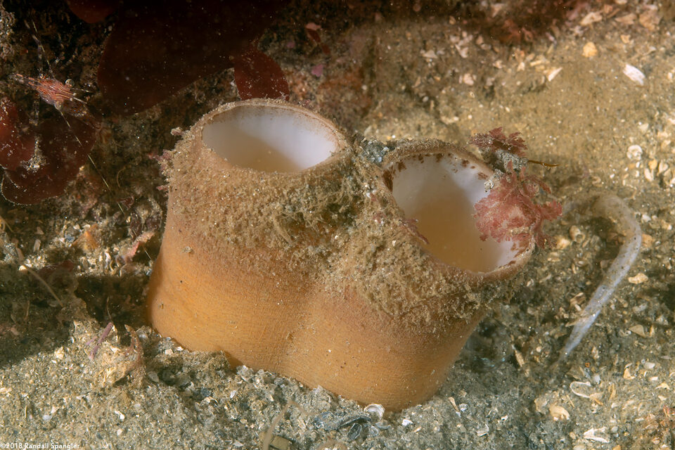Panopea generosa (Geoduck Clam)