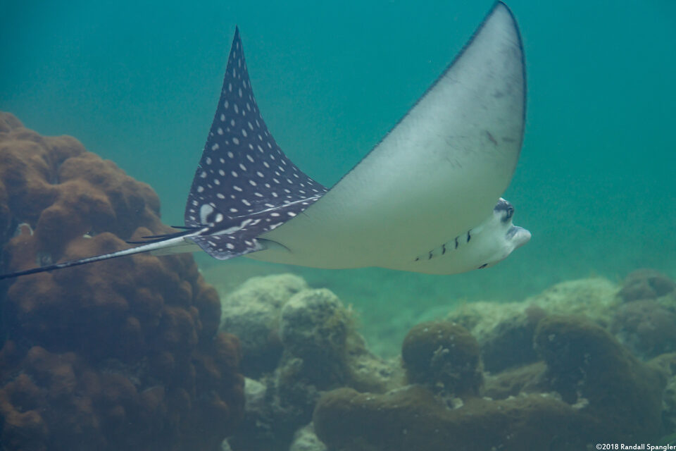 Aetobatus narinari (Spotted Eagle Ray)